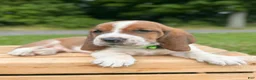 Basset Hound dogs for sale: Oliver - Ad 4