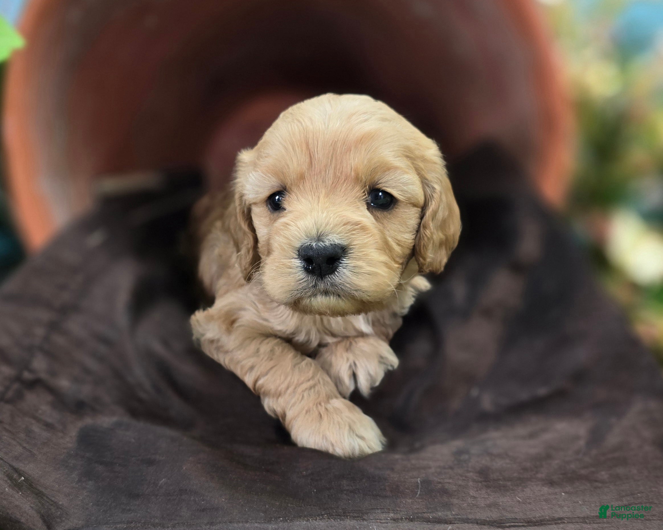 Cockapoo dogs Knotty - Ad 14