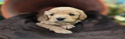 Cockapoo dogs for sale: Knotty - Ad 18