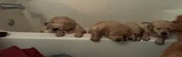 Golden Retriever dogs for sale: Violet - Ad 6