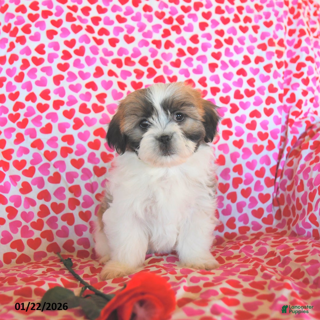 Teddy Bear dogs for sale: Rosebud  - Ad 1