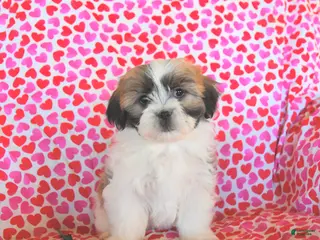 Teddy Bear dogs Rosebud - Ad 17