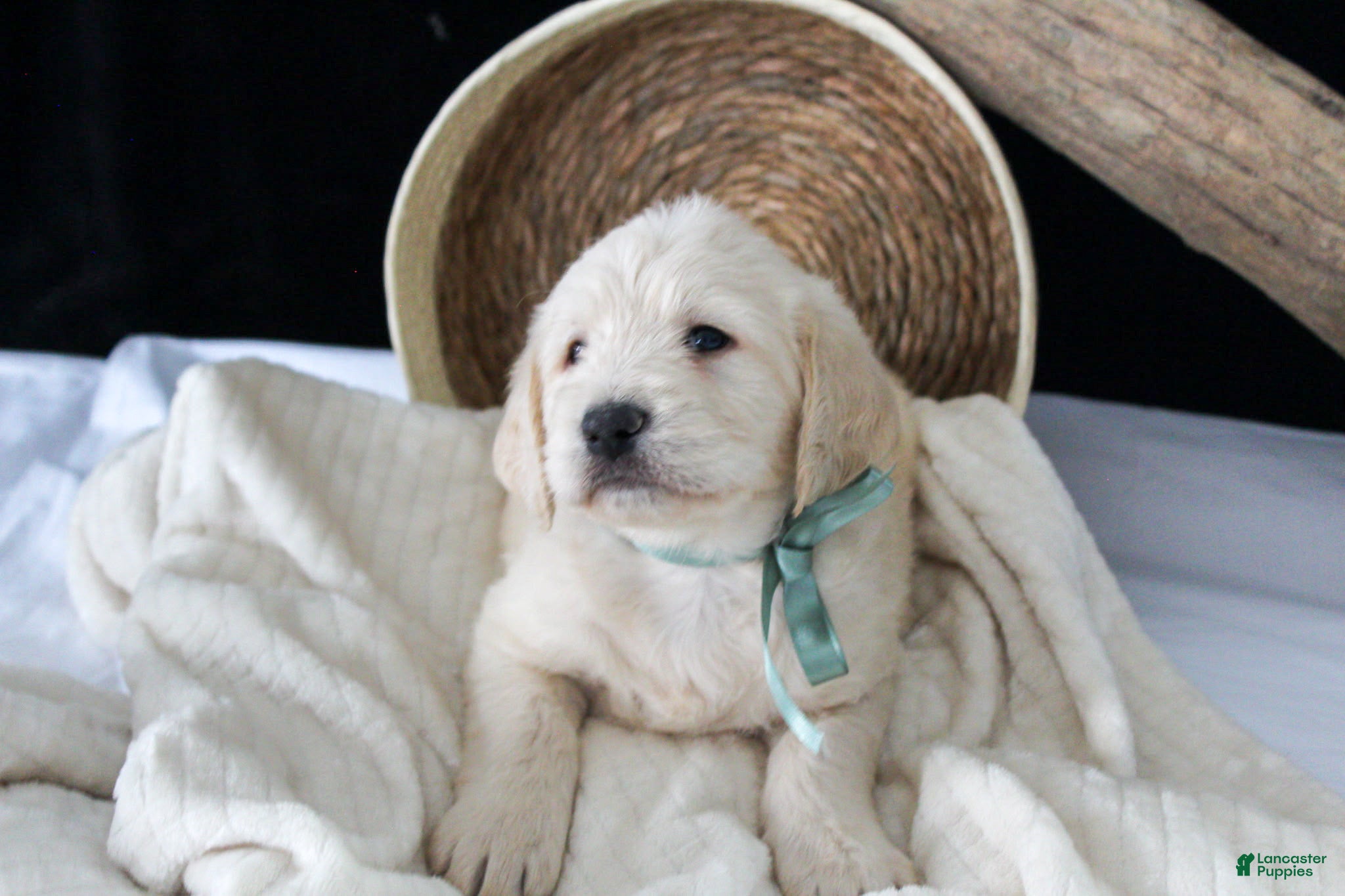 Labradoodle dogs Porter - Ad 2