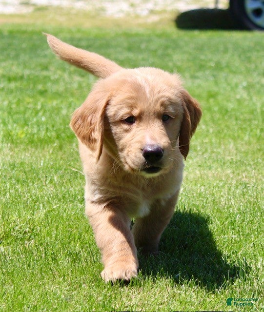 Golden Retriever dogs Rover - Ad 2