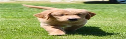 Golden Retriever dogs for sale: Rover - Ad 2