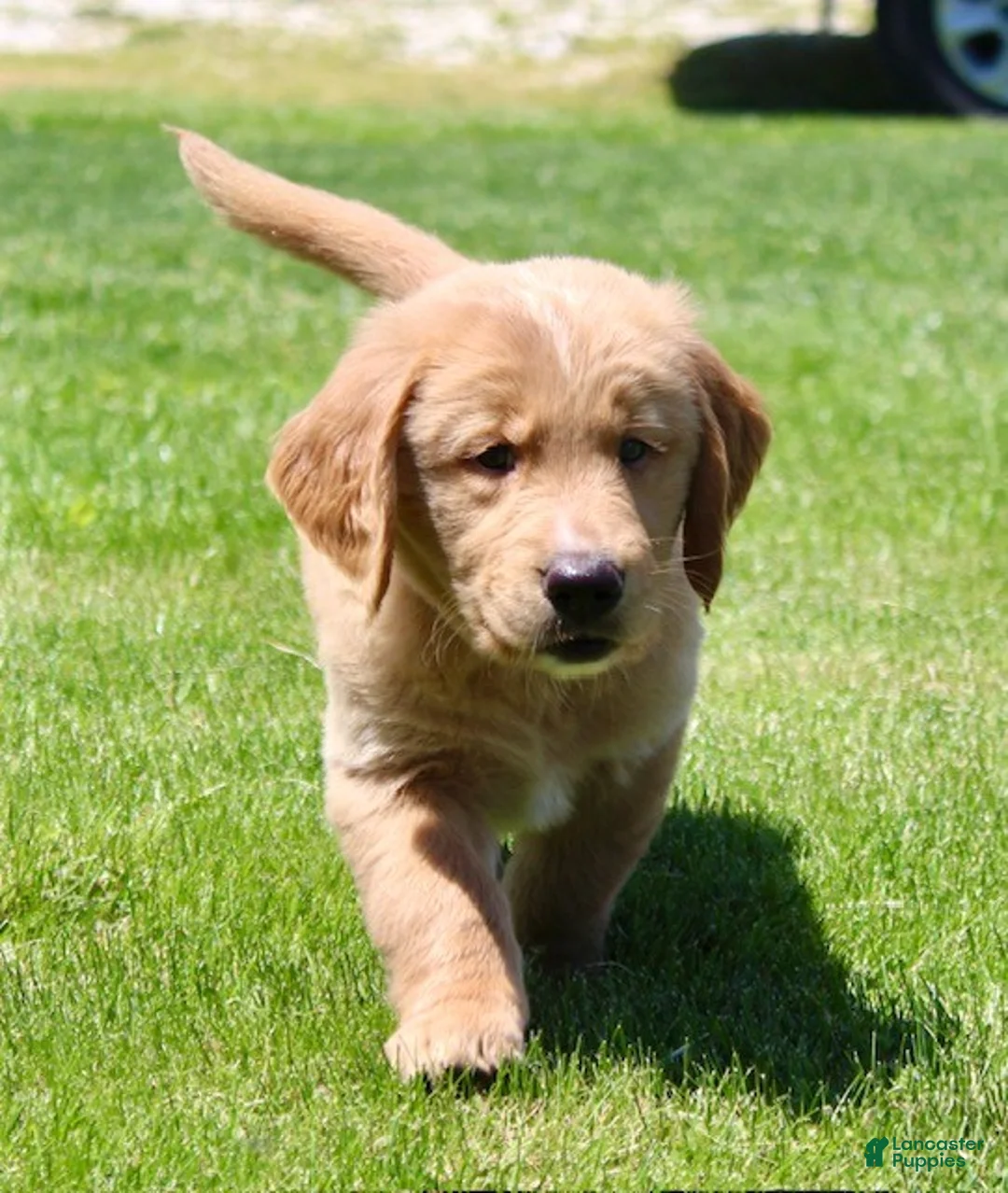 Golden Retriever dogs for sale: Rover - Ad 2