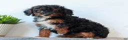 Miniature Poodle dogs for sale: Cora  - Ad 2