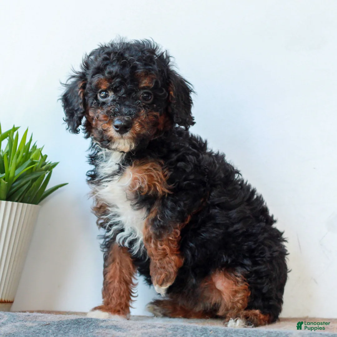 Miniature Poodle dogs for sale: Cora  - Ad 2