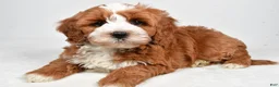 Cavapoo dogs for sale: Hank - Ad 5