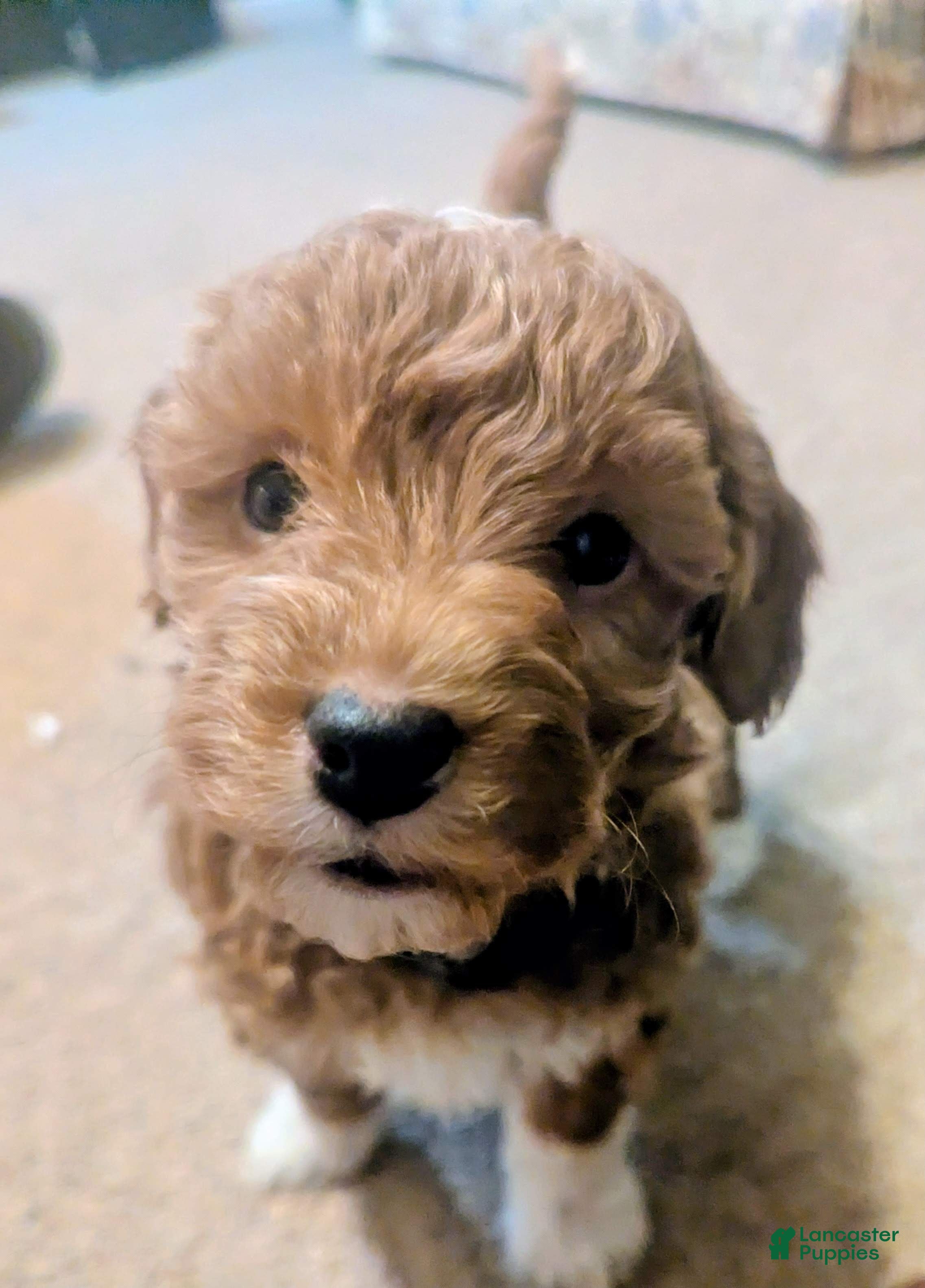 Mini Goldendoodle dogs Nick - Ad 19