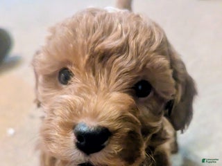 Mini Goldendoodle dogs Nick - Ad 19