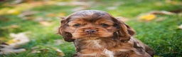 Cocker Spaniel dogs for sale: Avery - Ad 8