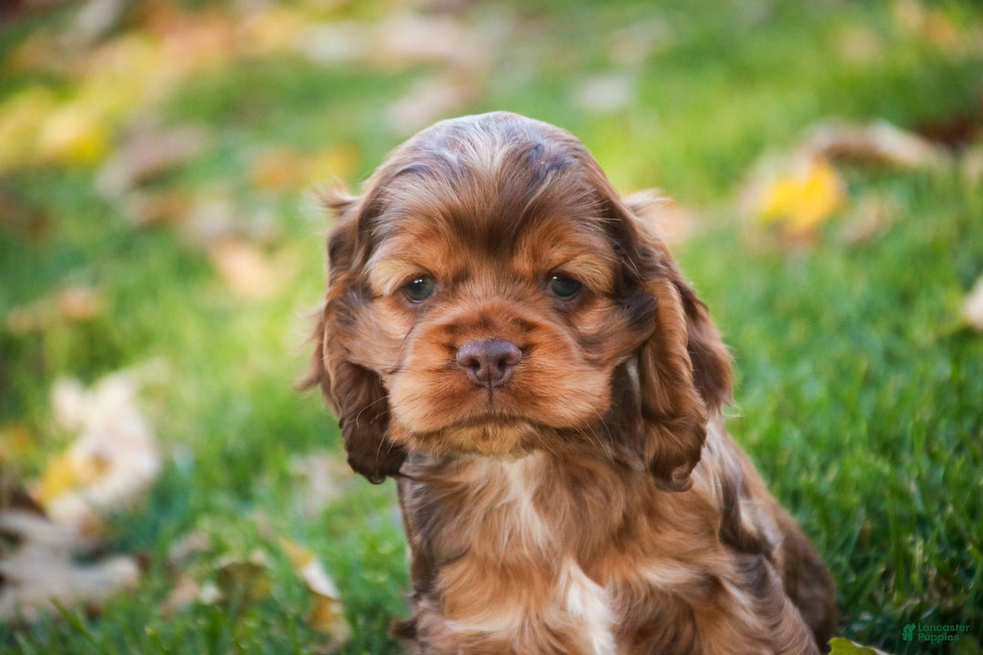 Cocker Spaniel dogs for sale: Avery - Ad 8