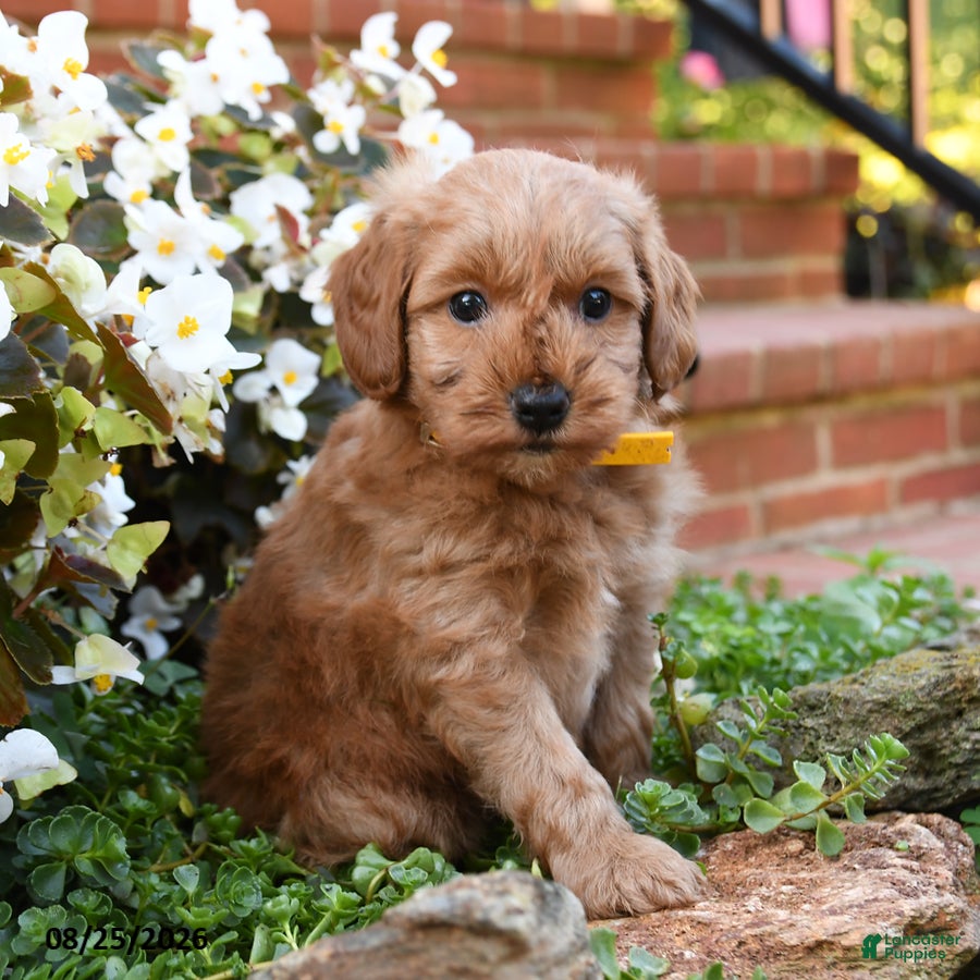 Mini Goldendoodle dogs Jereiah - Ad 1