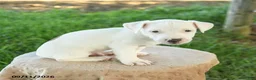 Jack Russell Terrier dogs for sale: Spot  - Ad 2