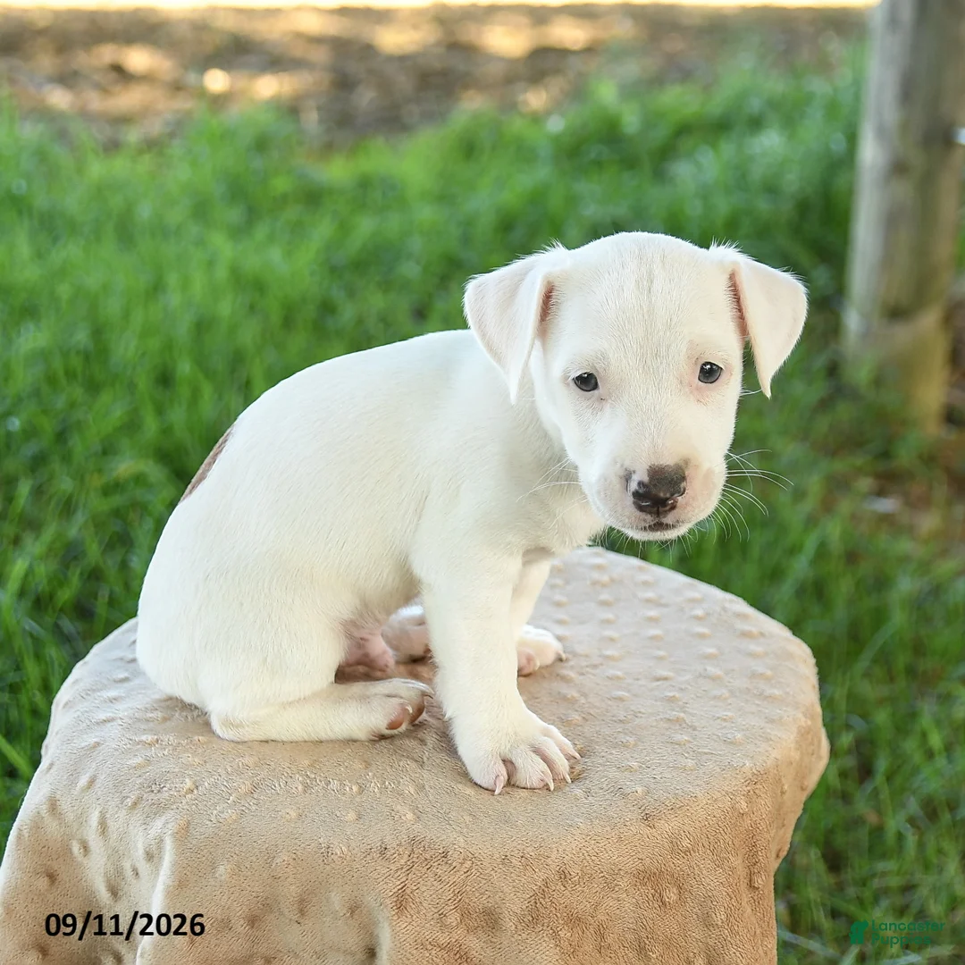 Jack Russell Terrier dogs for sale: Spot  - Ad 2