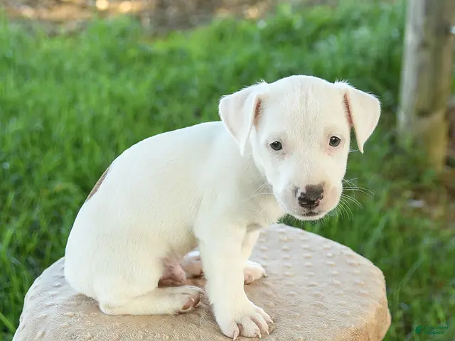 Jack Russell Terrier dogs for sale: Spot - Ad 2
