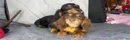 Miniature Dachshund dogs for sale: Import champion blood - Ad 1