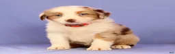 Miniature Australian Shepherd dogs for sale: Maple - Ad 5