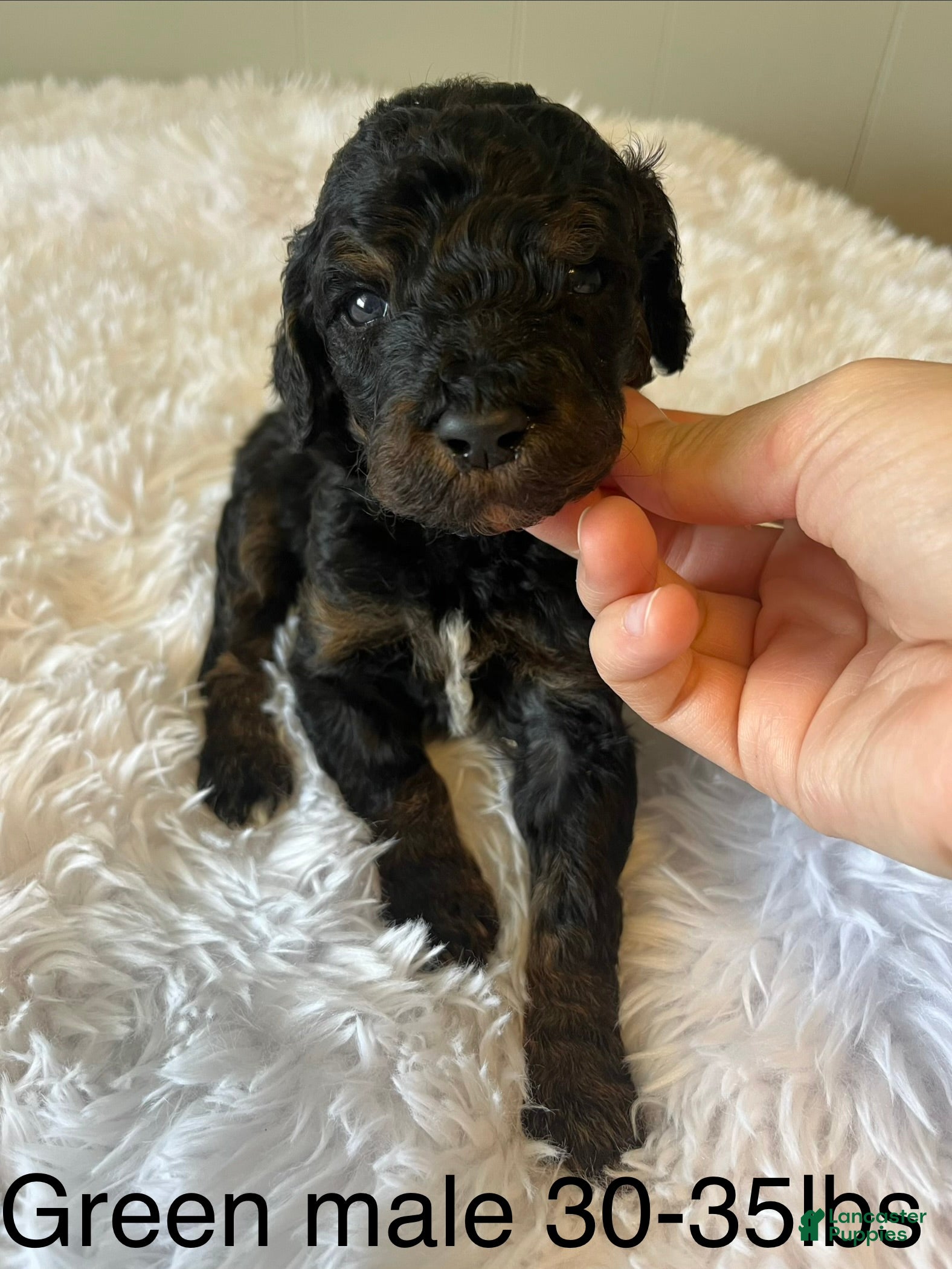 Goldendoodle dogs Green - Ad 41