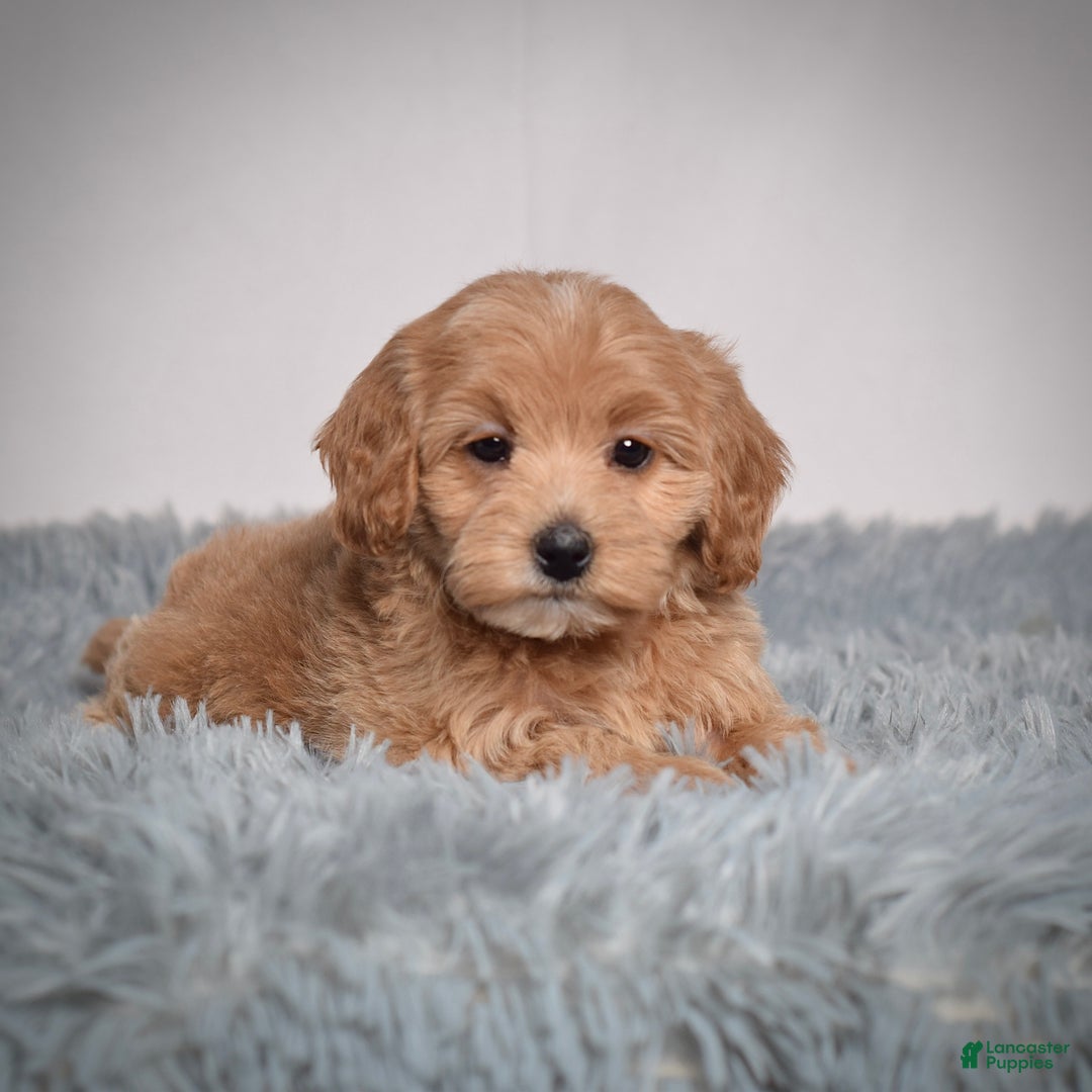 Mini Goldendoodle dogs for sale: Ms. Robinne  - Ad 4