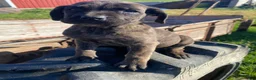 Cane Corso dogs for sale: Callie - Ad 6