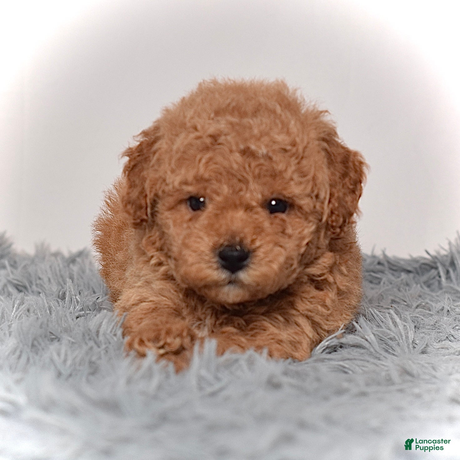 Mini Goldendoodle dogs Mr. Maverick - Ad 2