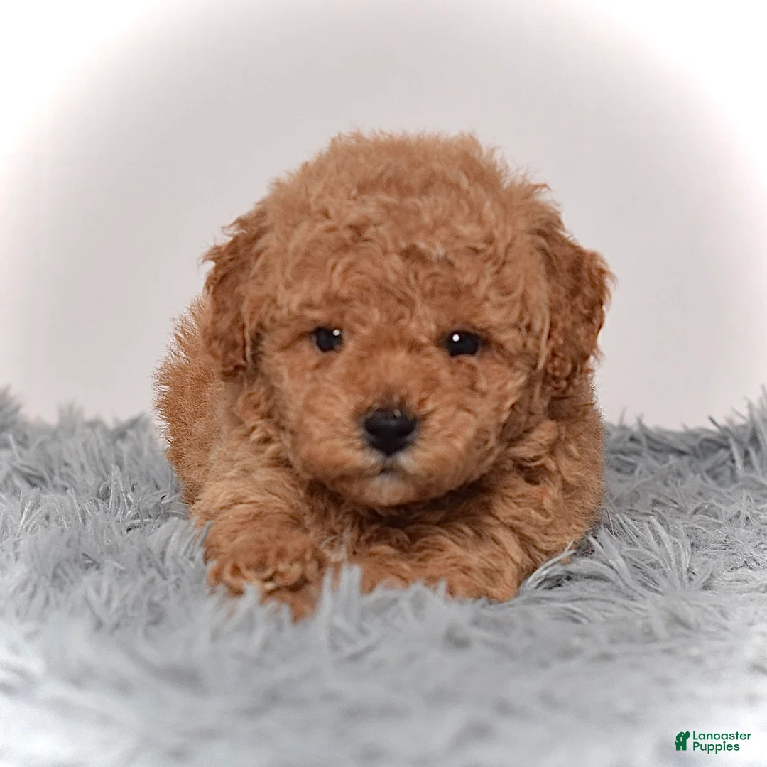 Mini Goldendoodle dogs for sale: Mr. Maverick - Ad 2