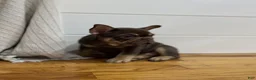 French Bulldog dogs for sale: Purps - Ad 3