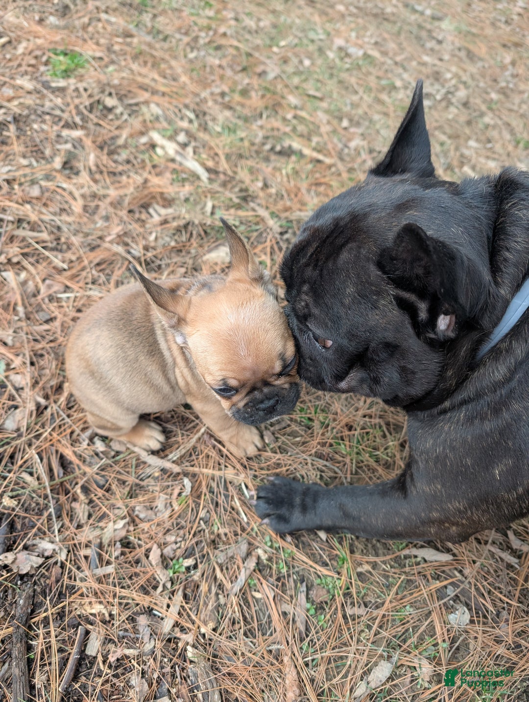 French Bulldog dogs for sale: Chocolate Obsession - Ad 10