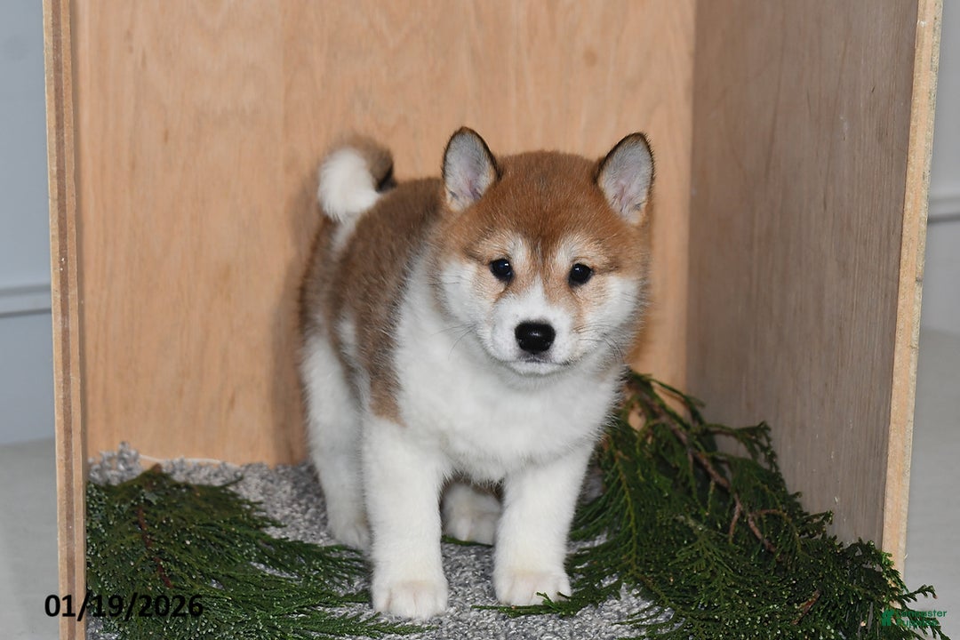 Shiba Inu dogs for sale: Rusty - Ad 1
