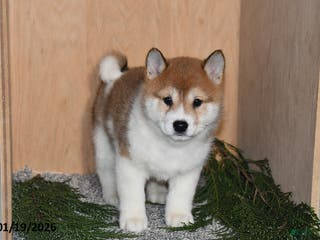 Shiba Inu dogs Rusty - Ad 6