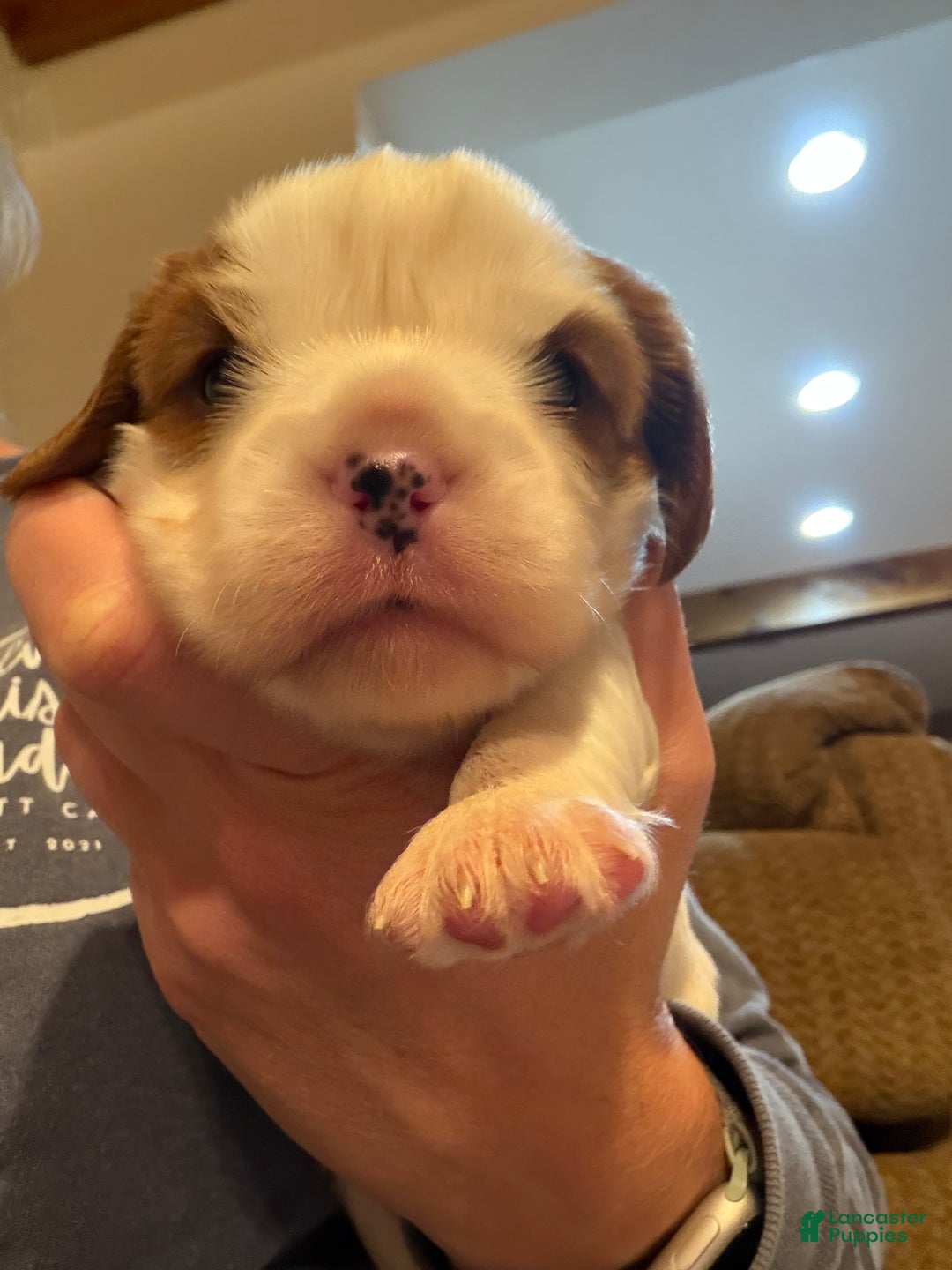 Cavalier King Charles Spaniel dogs for sale: Shepherd  - Ad 2