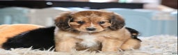 Mixed Breed dogs for sale: Cavalon Sparkle - Ad 14