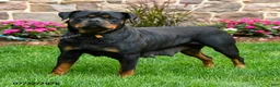 Rottweiler dogs for sale: Tank - Ad 6