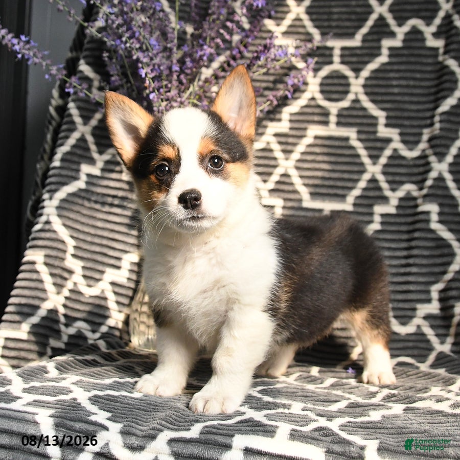Welsh Corgi Pembroke dogs Cleo - Ad 1