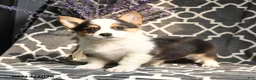 Welsh Corgi Pembroke dogs for sale: Cleo - Ad 1