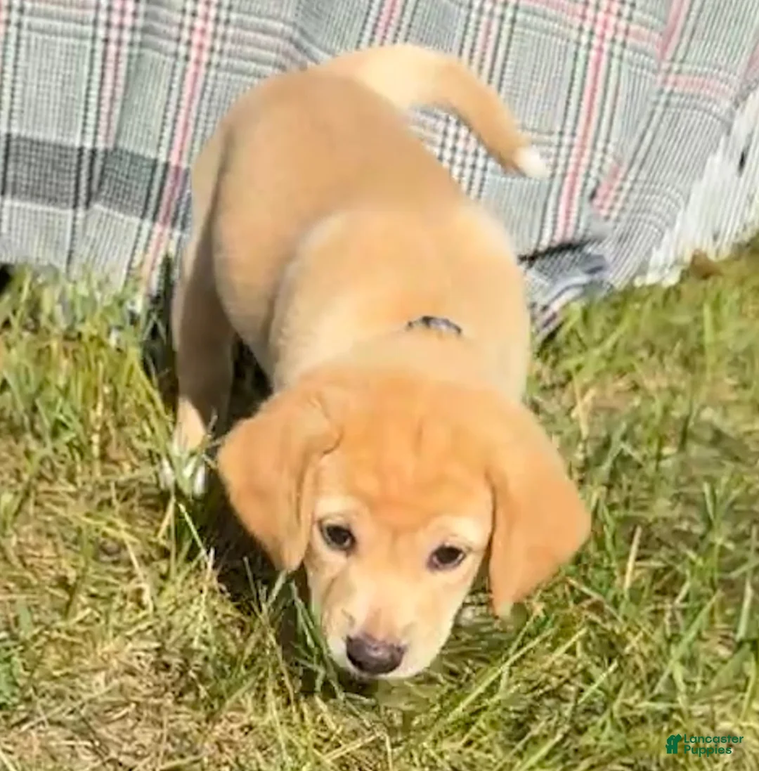Mixed Breed dogs for sale: Secundus - Ad 1