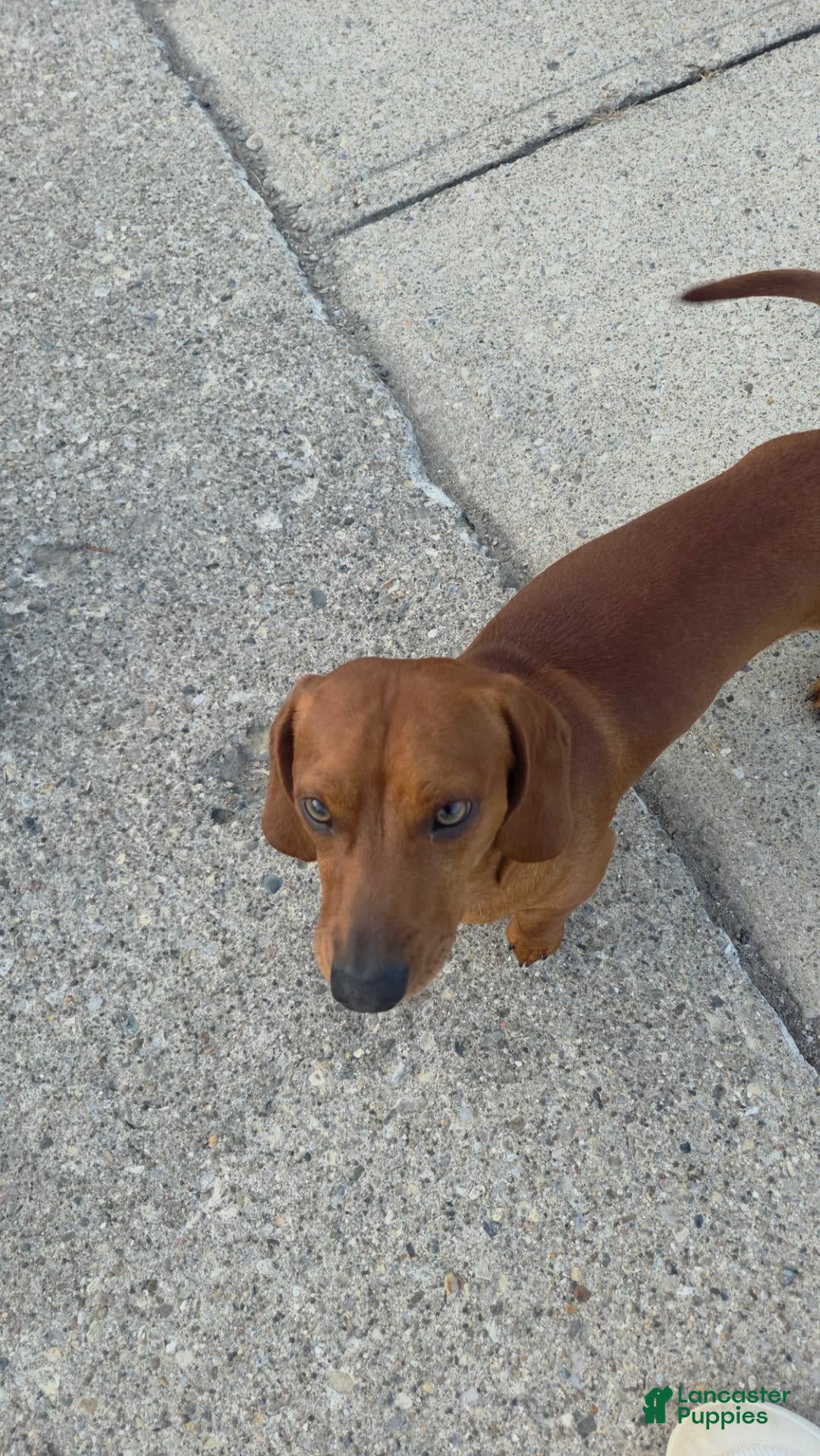 Dachshund dogs Frankie - Ad 3