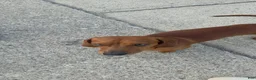 Dachshund dogs for stud: Frankie - Ad 1