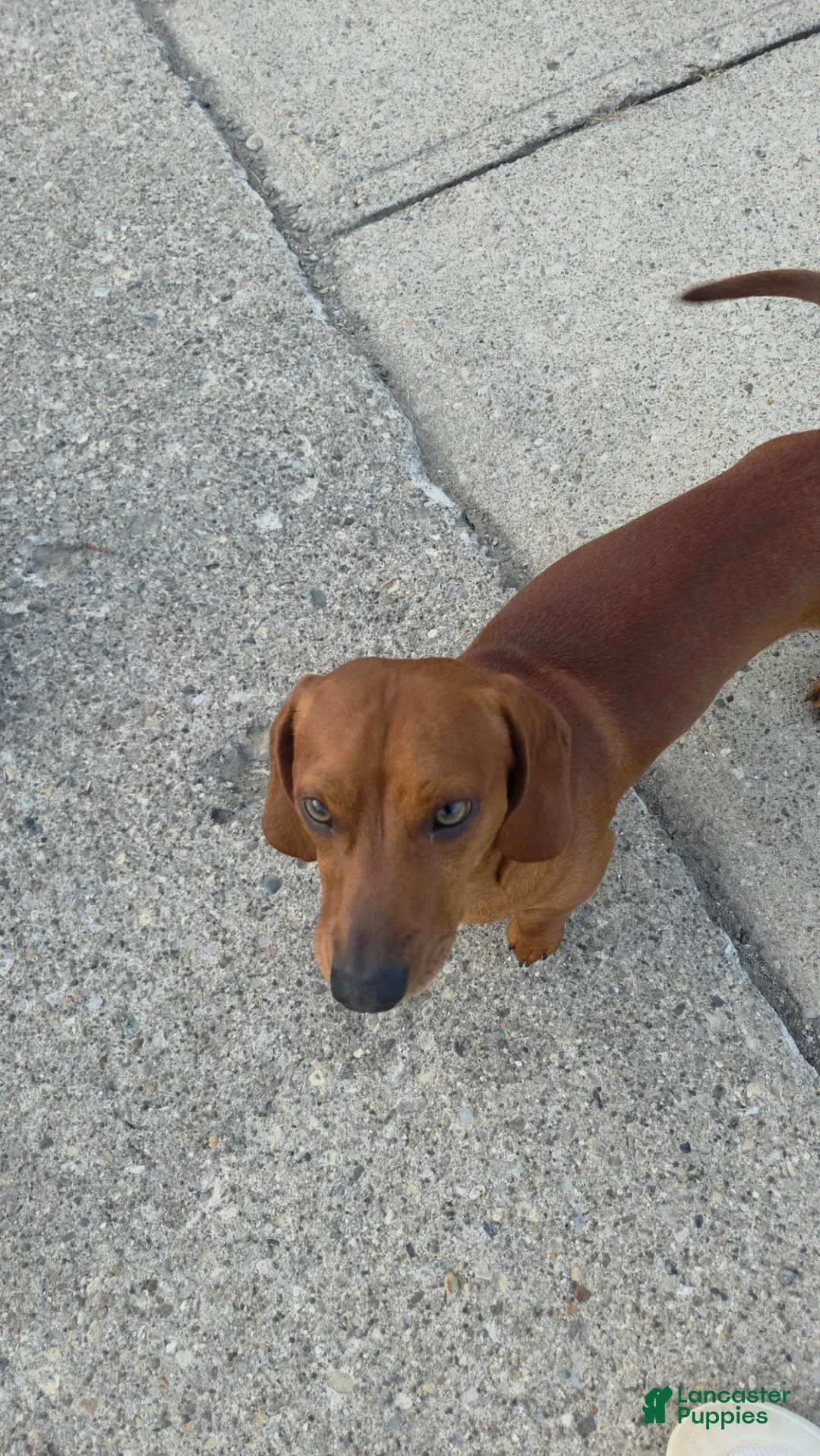Dachshund dogs for stud: Frankie - Ad 1