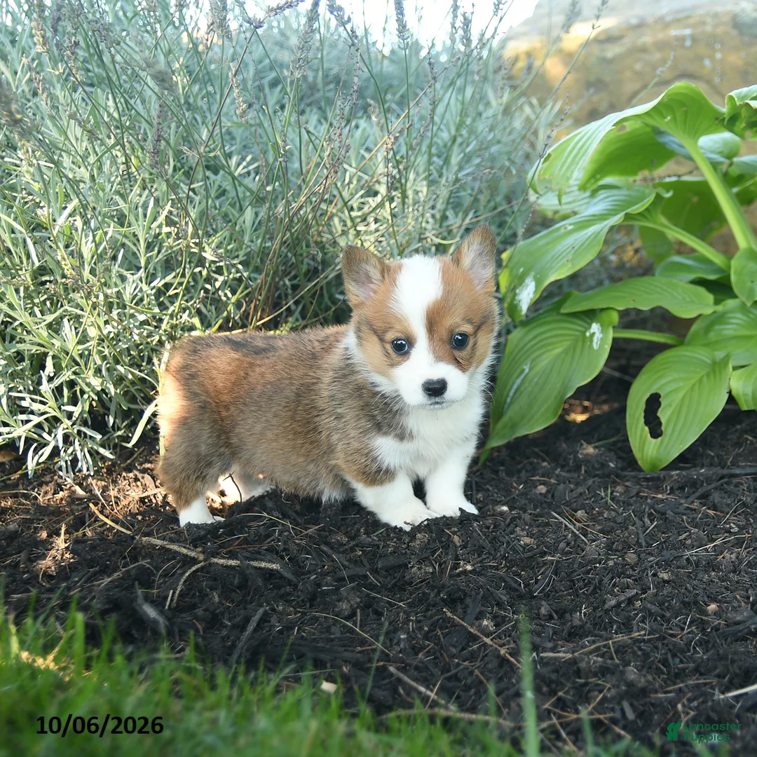 Welsh Corgi Pembroke dogs for sale: Candi  - Ad 1