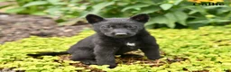 German Shepherd dogs for sale: Callie - Ad 1