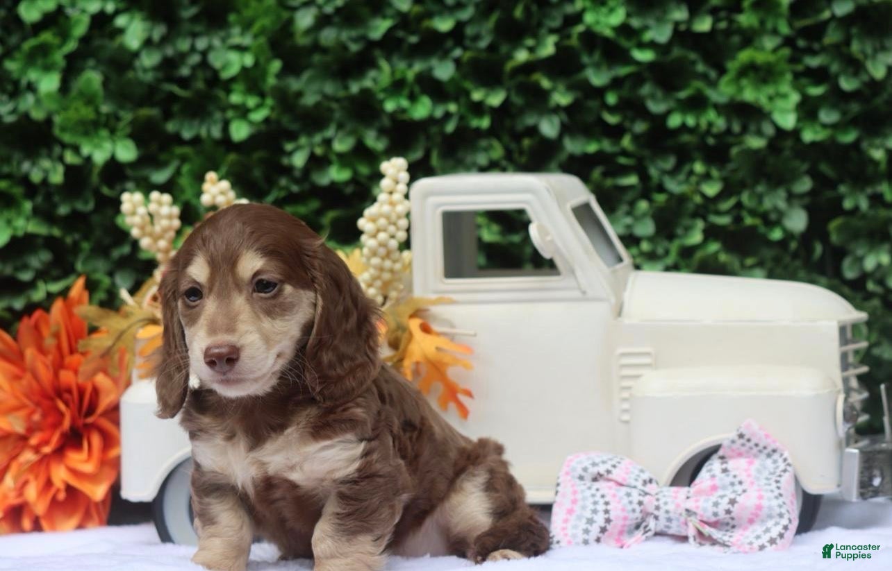 Miniature Dachshund dogs for sale: Tansy - Ad 23