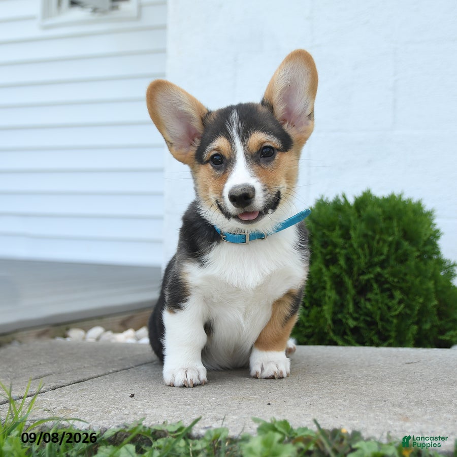 Welsh Corgi Pembroke dogs Bowe  - Ad 2