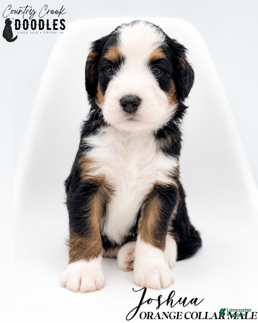 Bernedoodle dogs Joshua - Ad 1