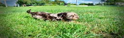 Havapoo dogs for sale: Heavenly - Ad 12