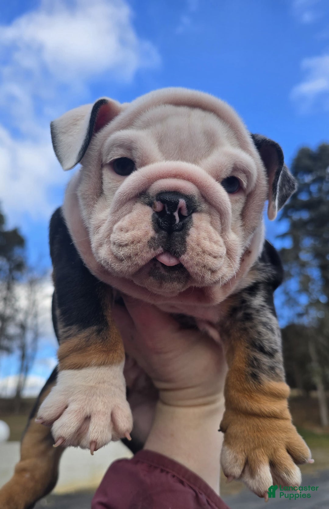 English Bulldog dogs for sale: Magnum - Ad 10