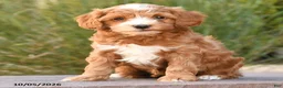 Cockapoo dogs for sale: Ralph - Ad 3