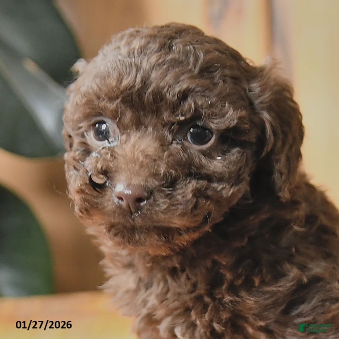 Miniature Poodle dogs for sale: Bella   - Ad 3